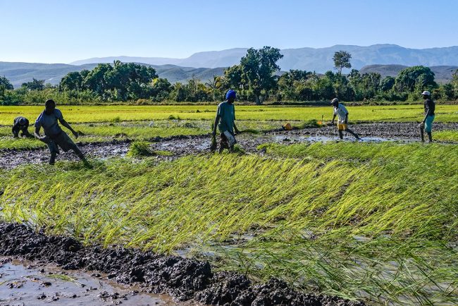 Farming & agriculture